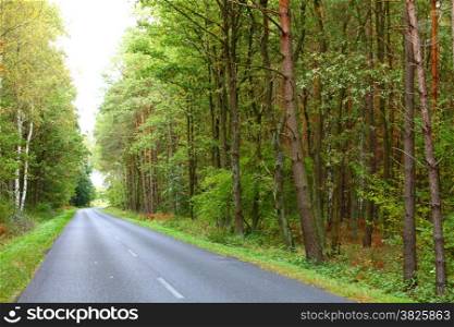 Landscape in Poland asphalt road into forest, early autumn