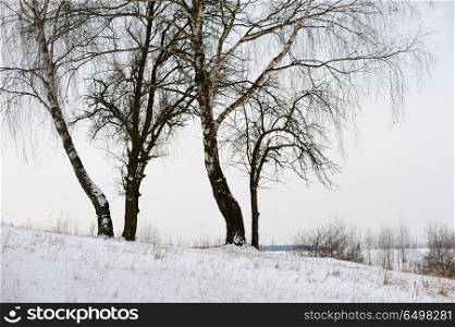 Landscape in the early winter, birch on the snowy slopes