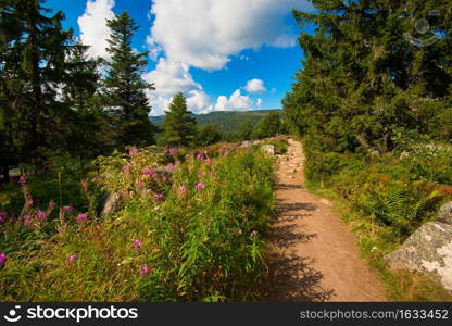 landscape in the vosges mountains in france