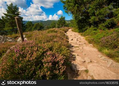 landscape in the vosges mountains in france