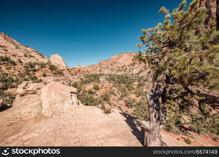 Landscape in Zion National Park. Landscape with rock formations in Zion National Park, Utah, USA