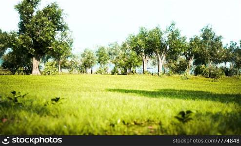 Landscape lawn in a park with trees and fresh grass
