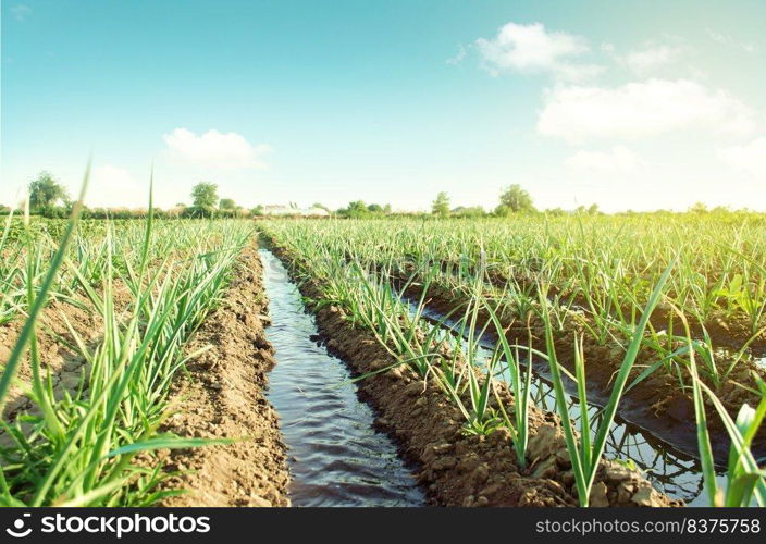 Landscape leek onion plantation and water flows through irrigation canals. Agriculture and agribusiness. Conservation of water resources and reduction pollution. Caring for plants, growing food.