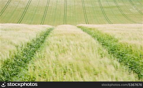Landscape lines on crop field