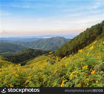 Landscape mountain sunrise with wild Mexican sunflower blooming valley (Tung Bua Tong ) at Doi Mea U Koh in Maehongson Province, Thailand
