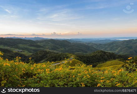Landscape mountain sunrise with wild Mexican sunflower valley (Tung Bua Tong ) at Doi Mea U Koh in Maehongson Province, Thailand