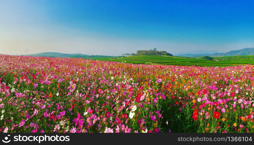 Landscape nature background of beautiful cosmos flower field