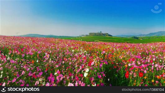 Landscape nature background of beautiful cosmos flower field
