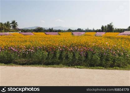 Landscape nature background of beautiful pink and orange cosmos flower field