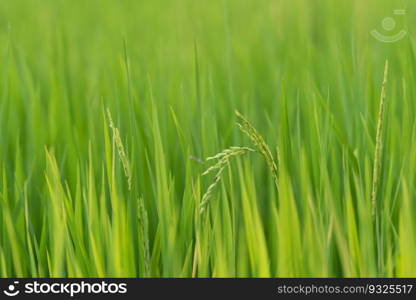 Landscape nature of rice field on rice paddy green color lush growing is a agriculture in asia. Nature of rice field on rice paddy