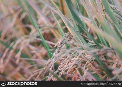 Landscape nature of rice field on rice paddy green color lush growing is a agriculture in asia. Nature of rice field on rice paddy