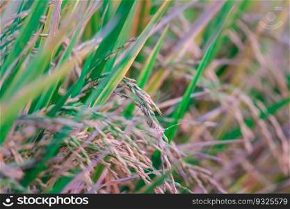 Landscape nature of rice field on rice paddy green color lush growing is a agriculture in asia. Nature of rice field on rice paddy