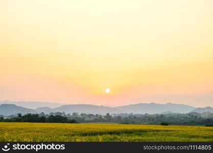 landscape nature view with yellow flower