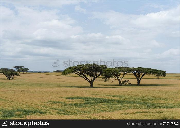 Landscape near Narok, Kenya