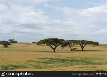 Landscape near Narok, Kenya