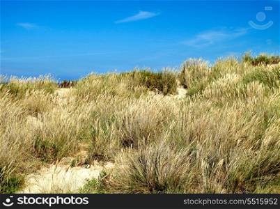 Landscape of a beach with dunes and vegetation