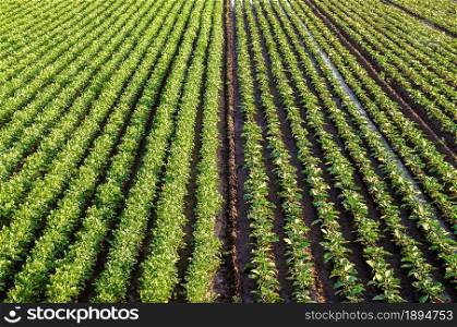 Landscape of a farm field of plantation of potato and eggplant bushes. Surface heavy irrigation system. Agroindustry, agribusiness farming. Aerial view. Beautiful countryside farmland. Growing food
