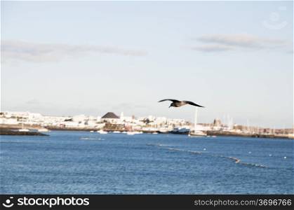 landscape of a flying seagull and behind the village of Playa Blanca