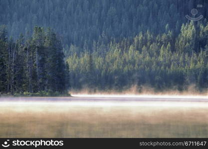 Landscape of a forest