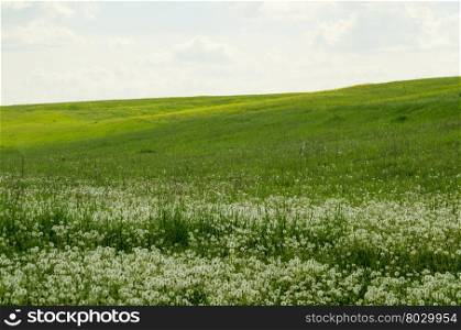 Landscape of a green field with meadow flowers
