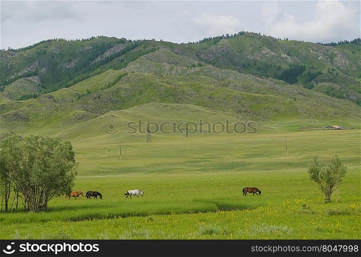 landscape of a horse to be grazed on a meadow