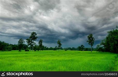 Landscape of agricultural farm with stormy sky. Green rice field. Rice plantation. Green paddy field. Organic rice farm in Asia. Rice growing agriculture. Green paddy field. Agriculture land plot.
