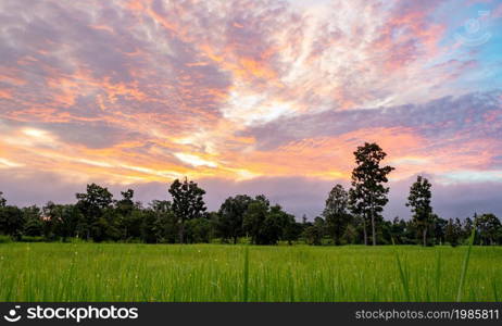 Landscape of agricultural farm with sunrise sky. Rice plantation. Green rice paddy field. Green leaves with raindrops. Rice growing agriculture. Green paddy field. Fresh air in the morning in rural.