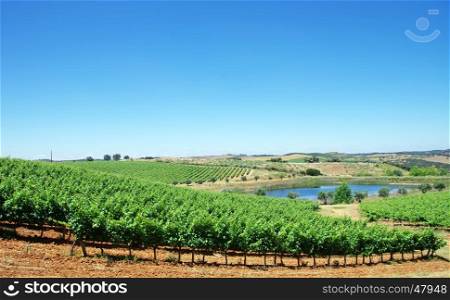 landscape of Alentejo vineyards