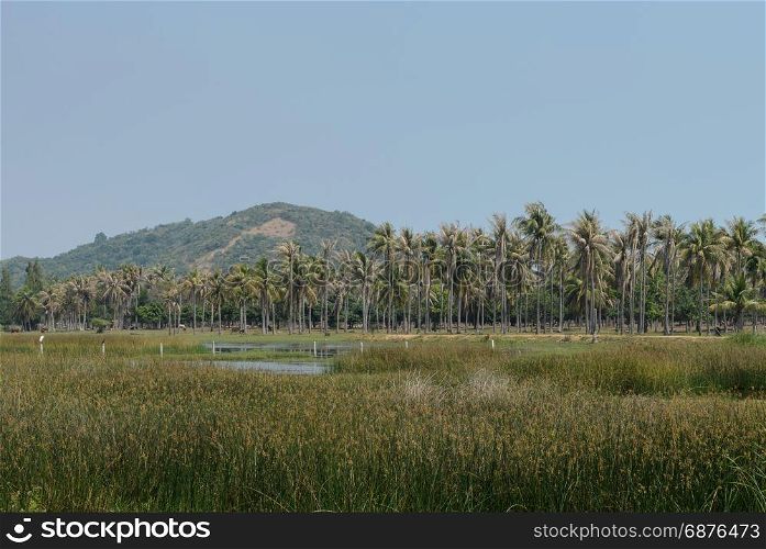 Landscape of Asian countryside of coconut palm trees plantation