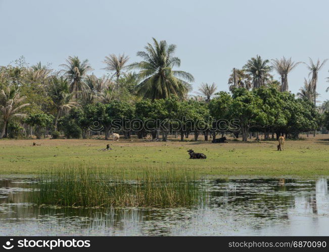 Landscape of Asian countryside of coconut palm trees plantation with cows