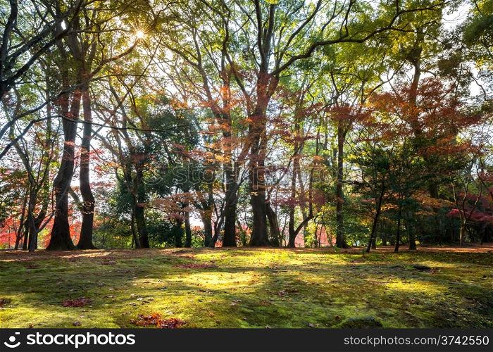 Landscape of autumn garden with sunlight Kyoto Japan
