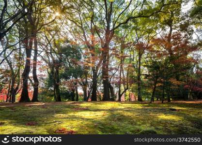 Landscape of autumn garden with sunlight Kyoto Japan