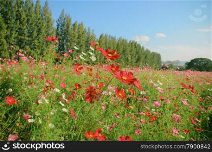 Landscape of beautiful flowered field