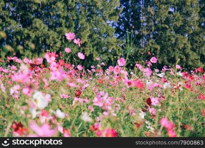 Landscape of beautiful flowered field