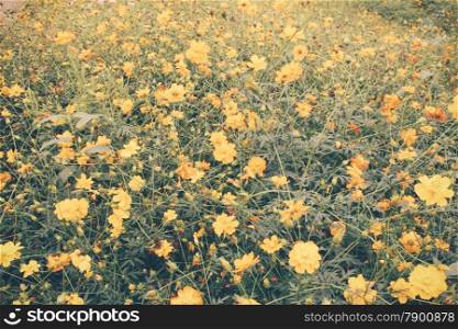 Landscape of beautiful flowered field with retro filter effect