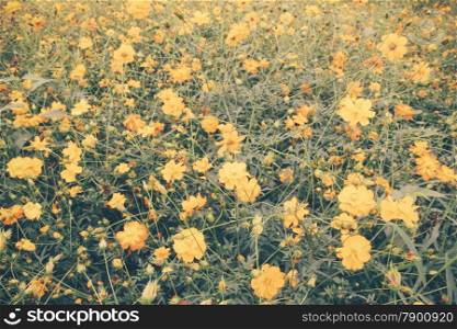 Landscape of beautiful flowered field with retro filter effect
