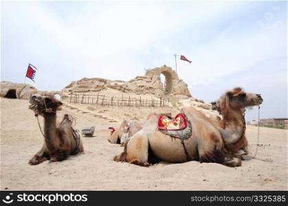 Landscape of camels sitting in front of an old castle