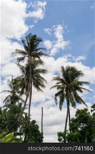 Landscape of coconut tree with clouds sky
