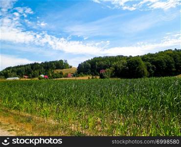 Landscape of corn field, and blue sky as a background. Nature and agriculture concept.. Green corn field, agriculture.