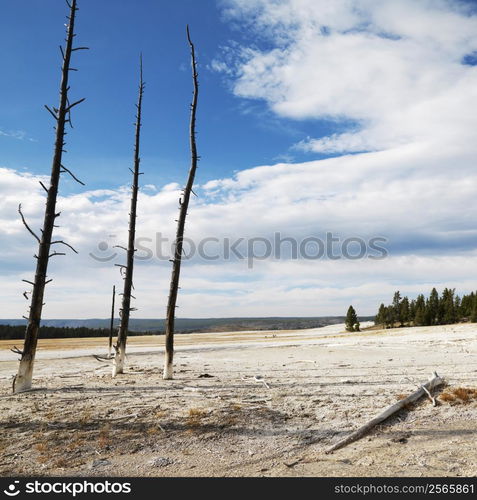 Landscape of dead tress on shoreline at Yellowstone National Park, Wyoming.