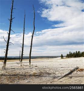Landscape of dead tress on shoreline at Yellowstone National Park, Wyoming.