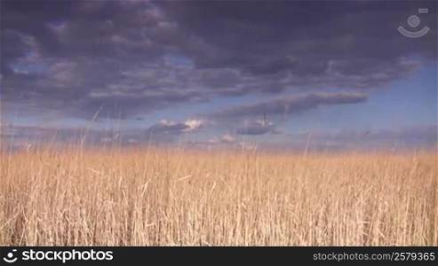 Landscape of dry grass and storm sky.