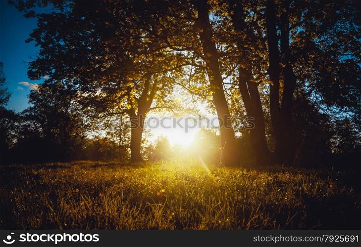 Landscape of evening sun shining through trees at forest