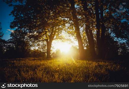 Landscape of evening sun shining through trees at forest