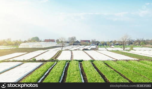 Landscape of farmland plantations covered with agrofiber. Agroindustry and agribusiness. Organic farming products in Europe. Agricultural industry growing potatoes vegetables. Beautiful countryside