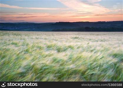 Landscape of field of grain blowig in wind during Summer sunset in England