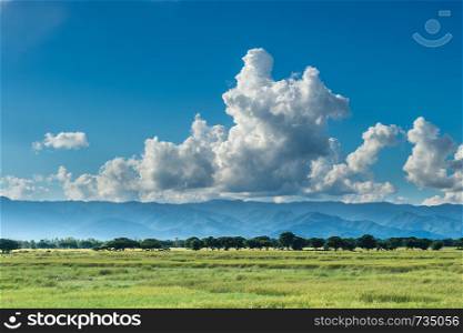 Landscape of field rice with clouds sky