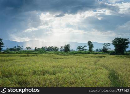 Landscape of field rice with clouds sky