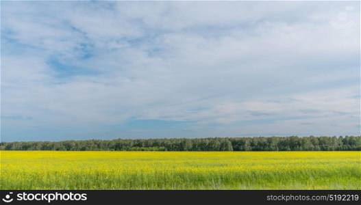Landscape of field yellow grass. Landscape of field yellow grass.