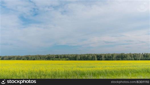 Landscape of field yellow grass. Landscape of field yellow grass.